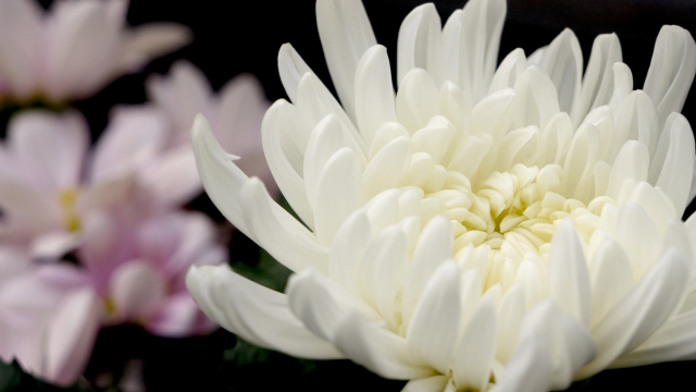 白い菊