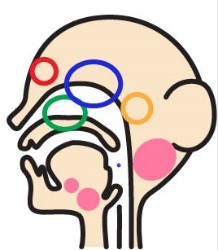副鼻腔