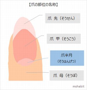 爪の半月がないのは不調 指によって体からのメッセージは違った 四季おりおり快適生活