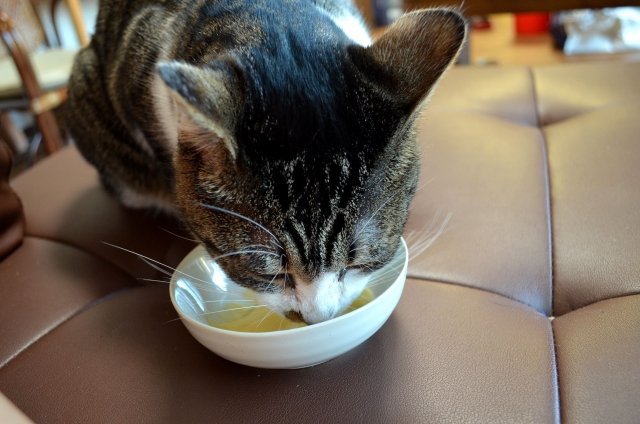 消化に良い寝方を徹底解説 向きは左右どちらを下にする 四季おりおり快適生活