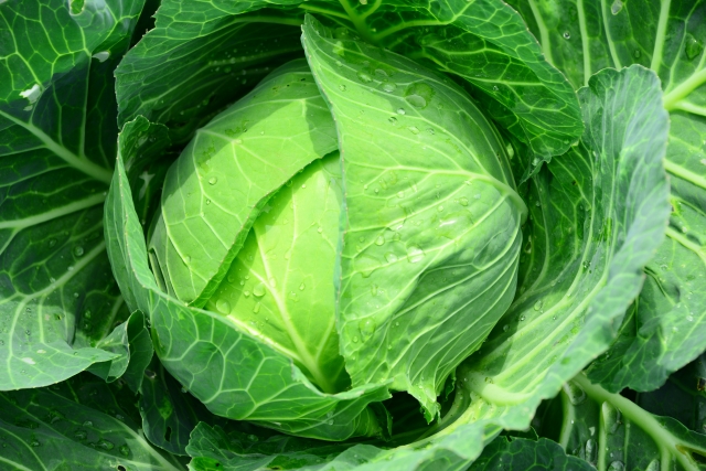 キャベツの保存方法 冷蔵庫から保存食まで長持ちのコツを徹底解説 四季おりおり快適生活