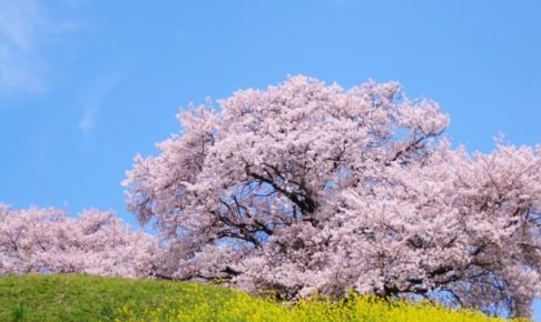 4月といえばtop