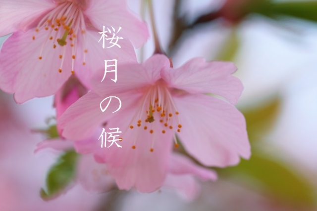 桜月の候