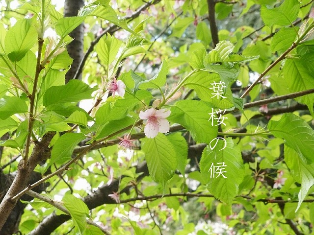 葉桜の候